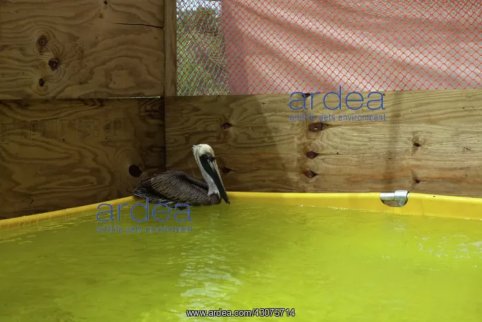 : Newly Cleaned Pelican after Rescue : Newly Cleaned Pelican after Rescue
