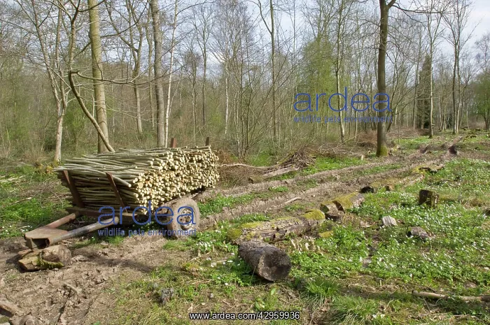 : Newly coppiced area - with coppiced wood on traditional : Newly coppiced area - with coppiced wood on traditional