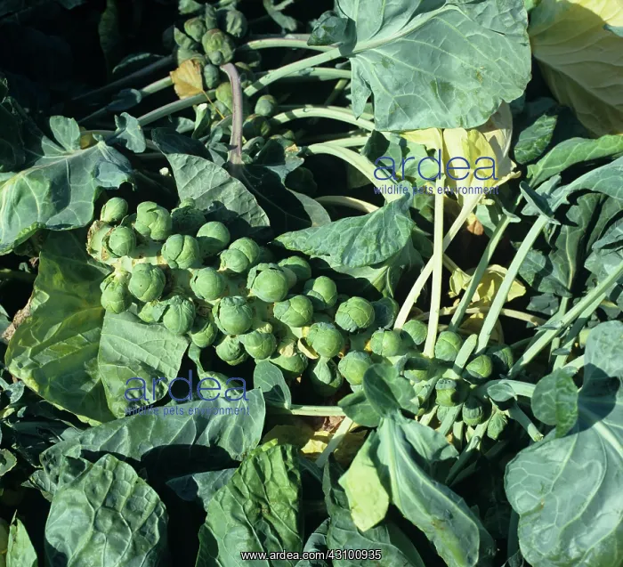 : Newly Cut Brussels Sprouts : Newly Cut Brussels Sprouts