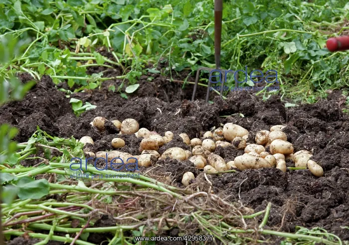 : Newly dug potatoes lying on soil : Newly dug potatoes lying on soil