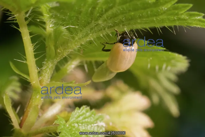  : Newly emerged adult 2 Spot ladybird