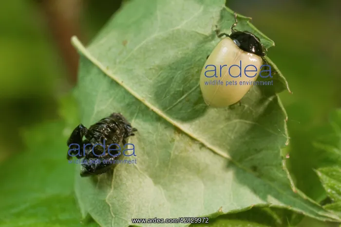 : Newly emerged adult 2 Spot ladybird with pupal case : Newly emerged adult 2 Spot ladybird with pupal case