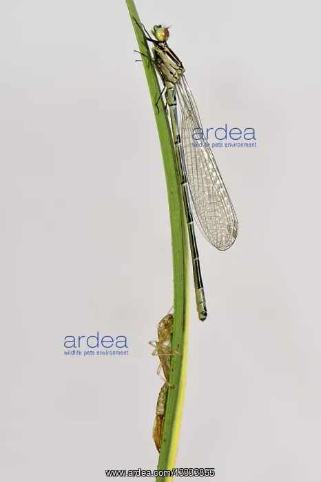 : Newly emerged azure damselfly : Newly emerged azure damselfly