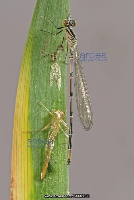 : Newly emerged azure damselfly : Newly emerged azure damselfly