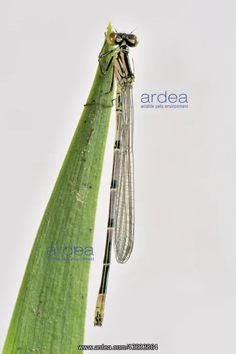 : Newly emerged azure damselfly : Newly emerged azure damselfly