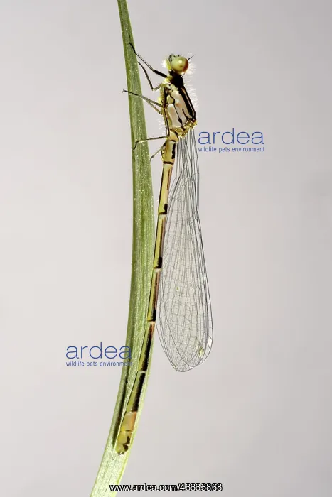 : Newly emerged azure damselfly : Newly emerged azure damselfly
