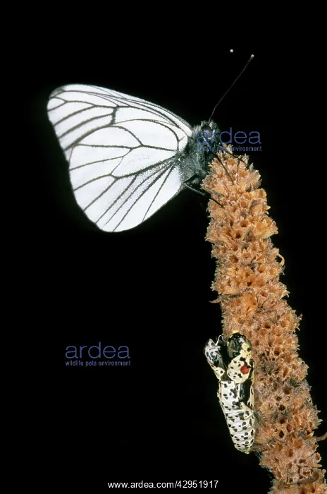: Newly emerged Black-veined White butterfly : Newly emerged Black-veined White butterfly