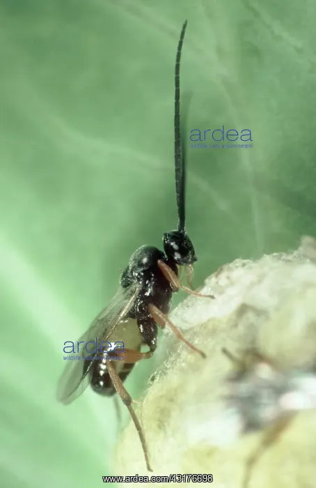 : Newly Emerged braconid wasp : Newly Emerged braconid wasp