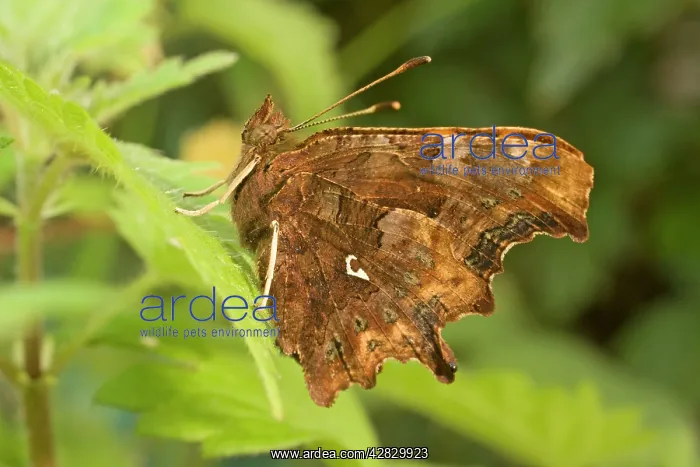  : Newly emerged Comma Butterfly