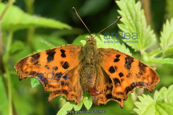 : Newly emerged Comma Butterfly : Newly emerged Comma Butterfly