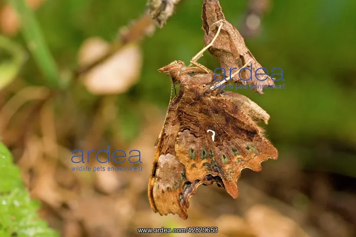 : Newly emerged Comma Butterfly on pupal case : Newly emerged Comma Butterfly on pupal case