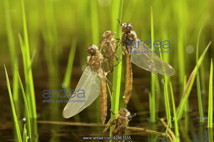 : Newly-emerged dragonflies with nymphal cases (exuviae) : Newly-emerged dragonflies with nymphal cases (exuviae)