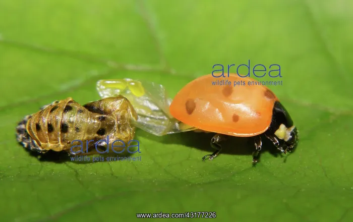 : Newly Emerged Ladybug : Newly Emerged Ladybug