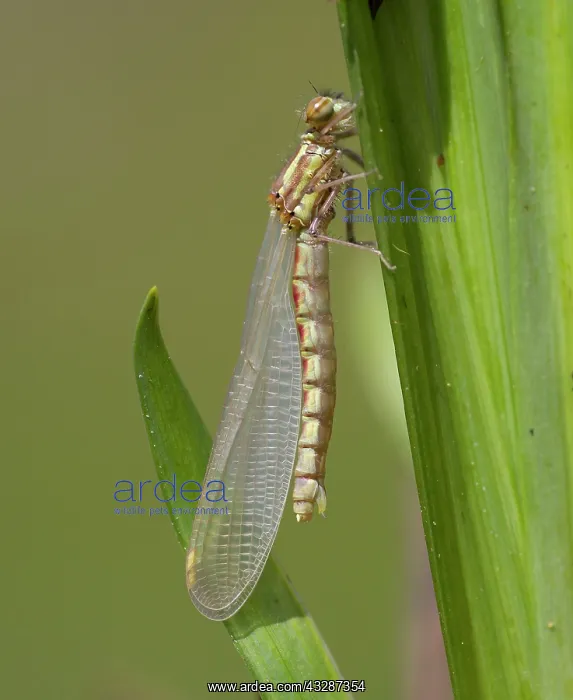 : Newly Emerged Large Red Damselfly - female - resting : Newly Emerged Large Red Damselfly - female - resting