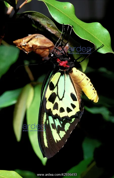 : Newly emerged male Cairns birdwing butterfly : Newly emerged male Cairns birdwing butterfly