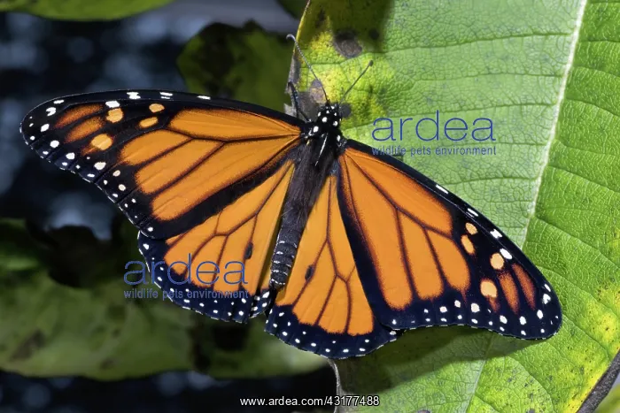: Newly emerged Monarch Butterfly : Newly emerged Monarch Butterfly