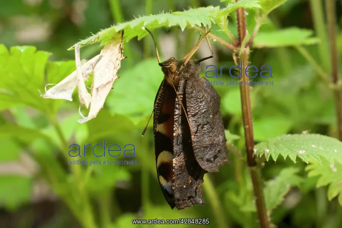 : Newly emerged Peacock Butterfly with pupal case : Newly emerged Peacock Butterfly with pupal case