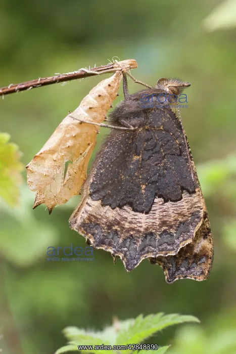 : Newly emerged Small Tortoisehell Butterfly with pupal case : Newly emerged Small Tortoisehell Butterfly with pupal case