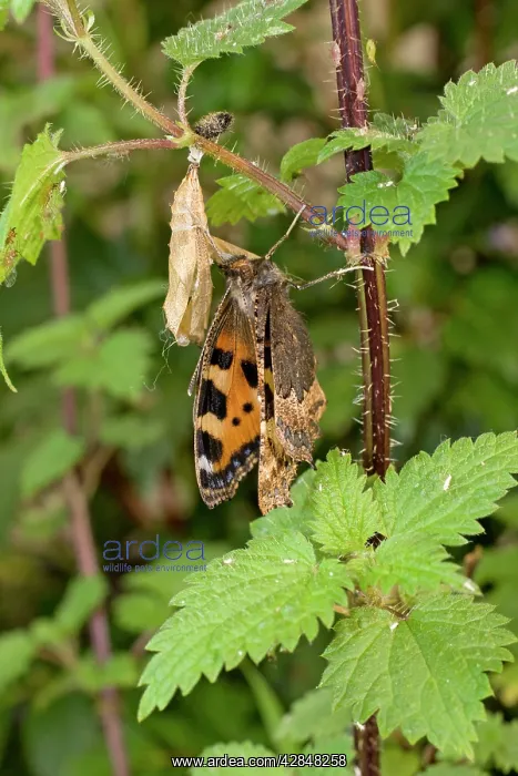 : Newly emerged Small Tortoiseshell Butterfly with pupal case : Newly emerged Small Tortoiseshell Butterfly with pupal case