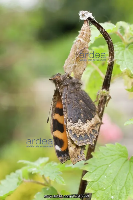 : Newly emerged Small Tortoishell Butterfly on pupal case : Newly emerged Small Tortoishell Butterfly on pupal case