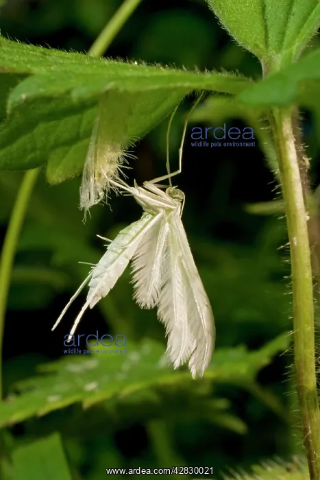 : Newly emerged White Plume Moth with pupal case : Newly emerged White Plume Moth with pupal case
