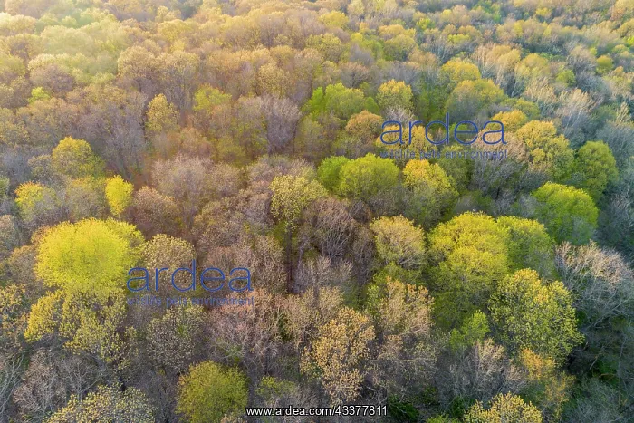 : Newly emerging leaves on trees in the spring, Marion : Newly emerging leaves on trees in the spring, Marion
