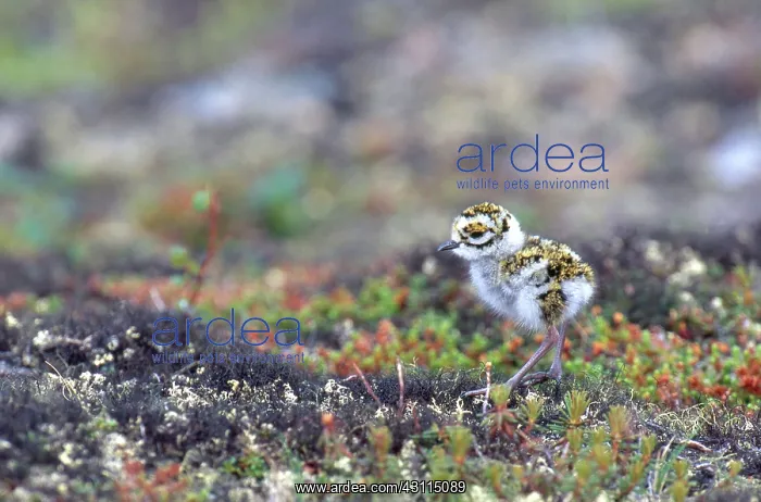 : Newly hatched American Golden-Plover : Newly hatched American Golden-Plover