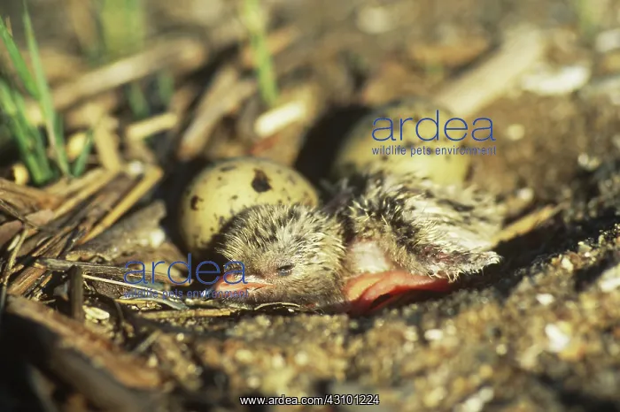 : Newly-hatched Common Tern chick : Newly-hatched Common Tern chick