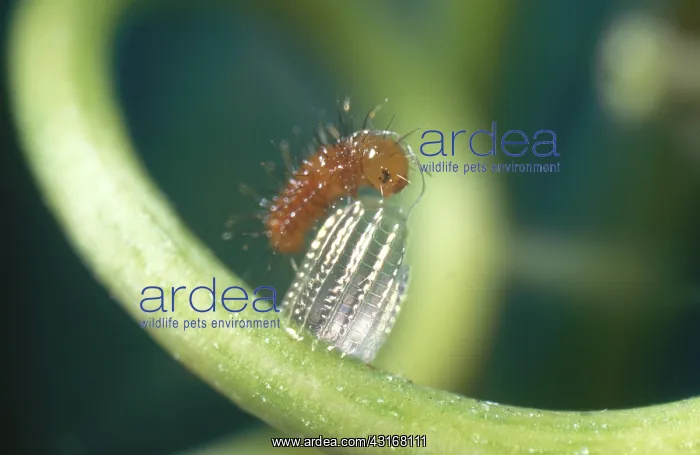 : Newly Hatched Gulf Fritillary : Newly Hatched Gulf Fritillary