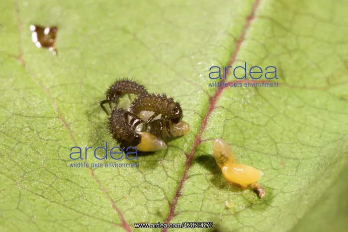 : Newly hatched Harelequin Ladybird larvae feeding : Newly hatched Harelequin Ladybird larvae feeding