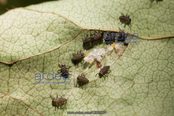 : Newly hatched Harlequin Ladybird larvae : Newly hatched Harlequin Ladybird larvae
