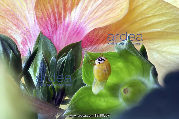 : A newly hatched ladybird (Coccinellidae) dries its wings on a leaf in front of a large : A newly hatched ladybird (Coccinellidae) dries its wings on a leaf in front of a large