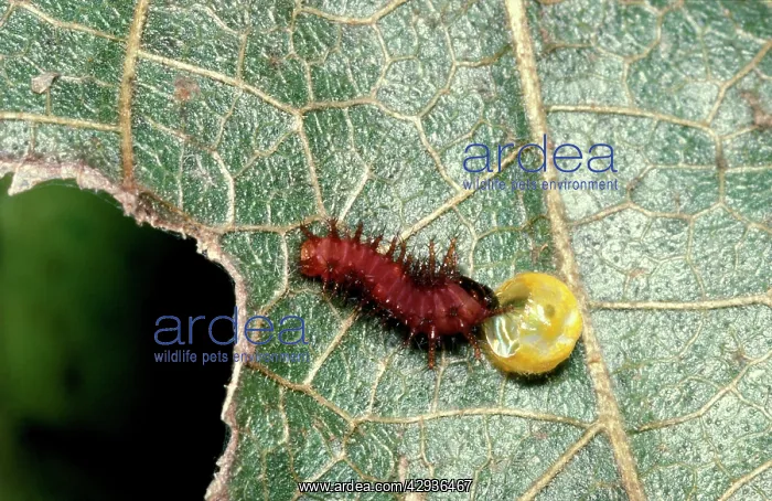  : Newly hatched larva  /  Caterpillar of Cairns birdwing