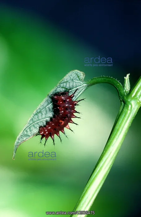 : Newly hatched larva / Caterpillar of Cairns birdwing : Newly hatched larva / Caterpillar of Cairns birdwing