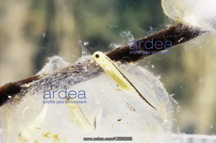 : Newly Hatched Newt Larvae : Newly Hatched Newt Larvae