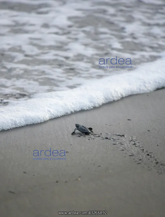 : Newly hatched olive ridley sea turtle (Lepidochelys : Newly hatched olive ridley sea turtle (Lepidochelys