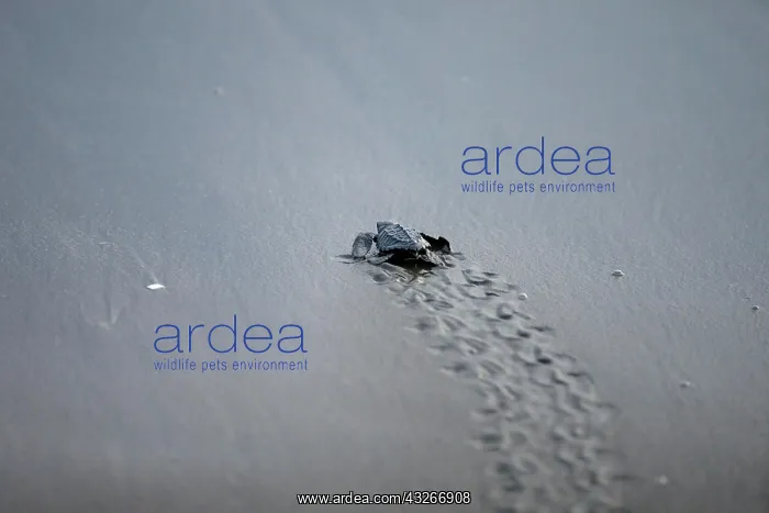 : Newly hatched olive ridley sea turtle (Lepidochelys : Newly hatched olive ridley sea turtle (Lepidochelys