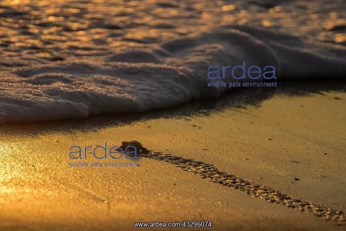 : Newly hatched olive ridley sea turtle (Lepidochelys : Newly hatched olive ridley sea turtle (Lepidochelys