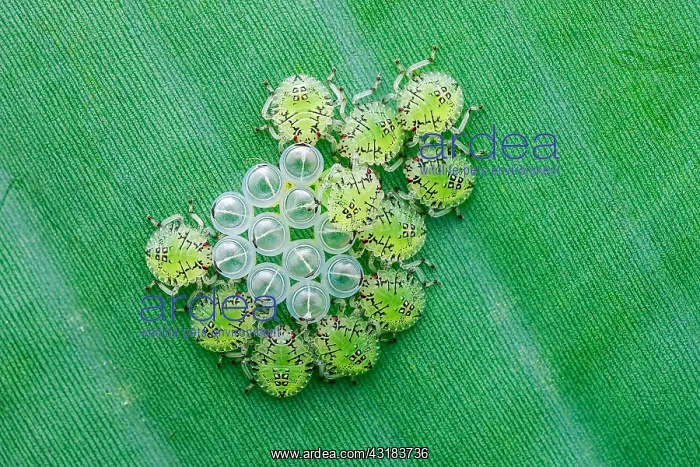 : Newly hatched Pentatomid bug nymphs (Pentatomidae)