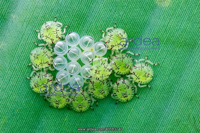 : Newly hatched Pentatomid bug nymphs (Pentatomidae) : Newly hatched Pentatomid bug nymphs (Pentatomidae)