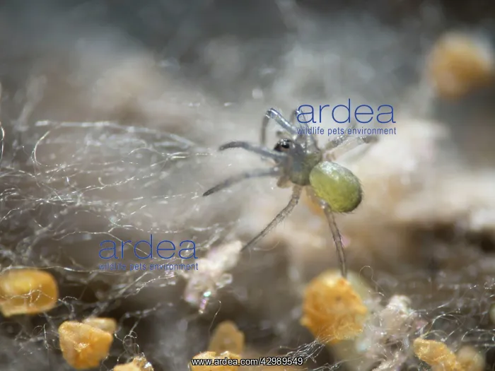 : Newly hatched spiderling with egg cases : Newly hatched spiderling with egg cases