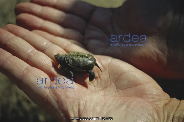: Newly Hatched Turtle : Newly Hatched Turtle