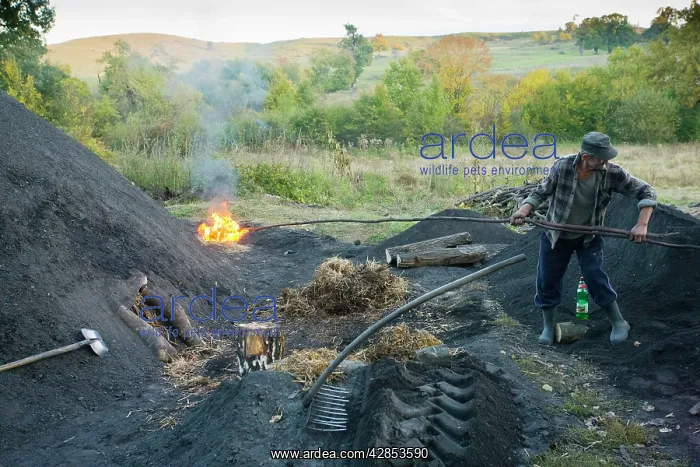 : Newly-lit pile in the traditional charcoal-burner's : Newly-lit pile in the traditional charcoal-burner's