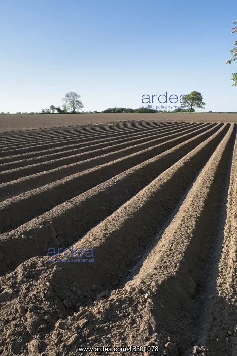 : Newly planted Potato Field - Norfolk UK : Newly planted Potato Field - Norfolk UK