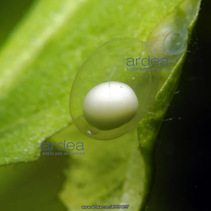 : Newt egg in a pond, Prairie Fouzon, Loir-et-Cher : Newt egg in a pond, Prairie Fouzon, Loir-et-Cher