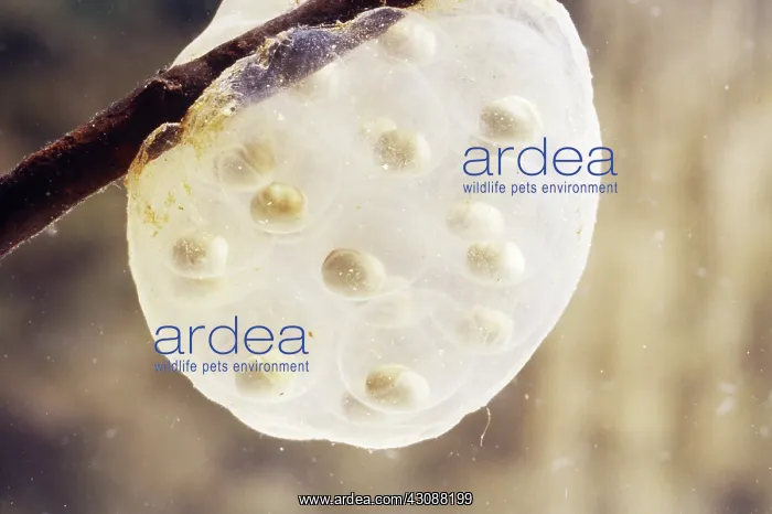 : Newt Eggs. The eggs of the coast range newt (Taricha torosa torosa) with : Newt Eggs. The eggs of the coast range newt (Taricha torosa torosa) with