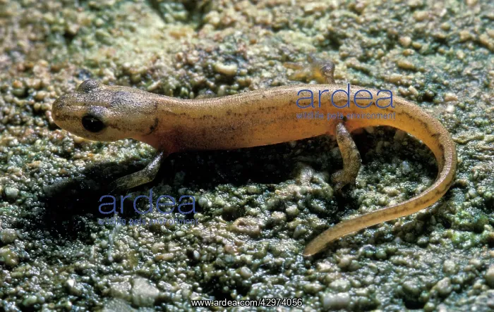 : Newt - Mediterranean regions : Newt - Mediterranean regions