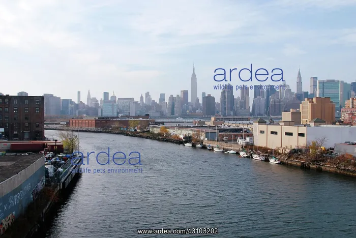 : Newtown Creek and Manhattan Skyline : Newtown Creek and Manhattan Skyline