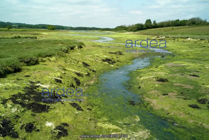 : Newtown River estuary - Isle of Wight : Newtown River estuary - Isle of Wight