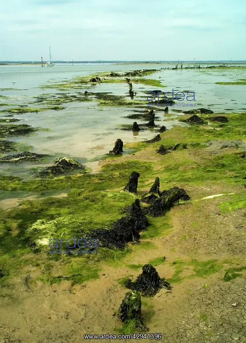  : Newtown River estuary, Isle of Wight - This estuary